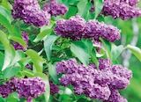 Lilas à 17,99 € dans le catalogue Delbard