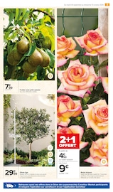 Fleurs Angebote im Prospekt "JARDIN D'AUTOMNE DES EXPERTS POUR VOUS ACCOMPAGNER" von Carrefour Market auf Seite 5