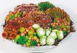 Schale mit Hauswurz „Sempervivum“ für 7,19 € bei Netto mit dem Scottie im Angebot Schale mit Hauswurz „Sempervivum“ im aktuellen Netto mit dem Scottie Prospekt