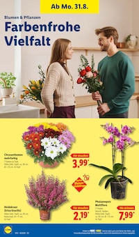 Blumen im aktuellen Lidl Prospekt (Nürnberg) Blumen im Lidl Prospekt "LIDL LOHNT SICH" mit 73 Seiten (Nürnberg)