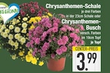 Chrysanthemen-Schale oder Chrysanthemen-Busch bei EDEKA im Ruhmannsfelden Prospekt für 3,99 €