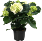 Hortensienbusch von Gardenline im aktuellen ALDI SÜD Prospekt für 6,99 €