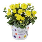 Chrysanthème multifleurs en promo chez Lidl Villefranche-sur-Saône à 2,51 €