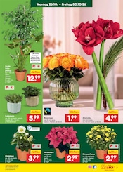Stauden im Netto Marken-Discount Prospekt in Rostock Aktueller Netto Marken-Discount Prospekt mit Stauden, "Aktuelle Angebote", Seite 15