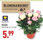 Rosen bei Marktkauf im Herten Prospekt für 5,99 €