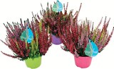 Bruyère Calluna Tricolore Pot Couleur 13 cm à Intermarché Express dans Bruges