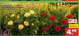 Rosen Busch Angebote bei Netto Marken-Discount Halberstadt für 4,99 €