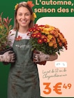 Chrysanthème mix à Ma Jardinerie dans Botans