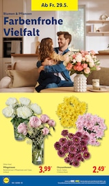 Blumen im Lidl Prospekt in Dormagen Aktueller Lidl Prospekt mit Blumen, "LIDL LOHNT SICH", Seite 68