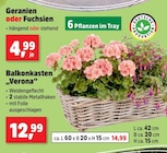 Geranien oder Fuchsien bei Thomas Philipps im Herbsleben Prospekt für 4,99 €