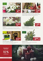 Aktueller Pflanzen Kölle Prospekt mit Adventskranz, "UNSERE DAUERPREISE IM NOVEMBER", Seite 2
