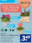 Bepflanztes Holzgefäß oder Becherprimel-Trio oder Bubikopf von GARDENLINE im aktuellen ALDI SÜD Prospekt für 3,49 €