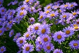 Promo Aster à 2,99 € dans le catalogue Jardiland à Saint-Pierre-du-Mont