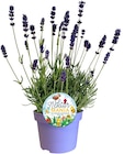 Aktuelle Pflanzen Angebote bei REWE in Mönchengladbach Aktuelles Lavendel Angebot bei REWE in Mönchengladbach ab 2,49 €