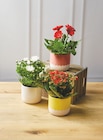 Plante Fleurie - Super U à Valence Plante Fleurie en promo chez Super U Valence à 6,99 €