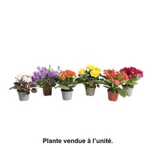 Plantes fleuries : pot d.6cm - Coloris et variétés variables à Truffaut dans Paris