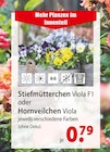 Stiefmütterchen Viola F1 oder Hornveilchen Viola bei bauSpezi im Freystadt Prospekt für 0,79 €