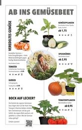 Kuerbispflanze im Gartenland Würstle Prospekt "JETZT WIRD ES BUNT!" auf Seite 6