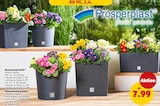 Blumentopf RATO Rund Angebote von Prosperplast bei Penny Schwerin für 7,99 €