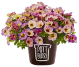 Aktuelles Zauberglöckchen Angebot bei Kaufland in Krefeld ab 2,99 €