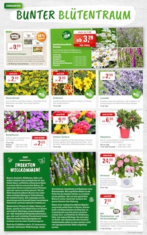 Hortensie im ZG Raiffeisen Prospekt "MUTTERTAG: KLEINE GESTE - GROSSE FREUDE" mit 8 Seiten (Freiburg (Breisgau))