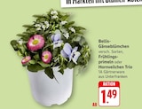 Bellis-Gänseblümchen oder Frühlingsprimeln oder Hornveilchen Trio bei EDEKA im Stockach Prospekt für 1,49 €