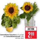 Sonnenblume Sunsation Angebote bei Marktkauf Kirchheim für 2,99 €