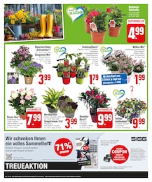 Pflanzen im EDEKA Prospekt "Preiswertes & Hochwertiges" auf Seite 4