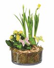 Bepflanzte Glasschale für 6,99 € bei Lidl im Angebot Bepflanzte Glasschale im aktuellen Lidl Prospekt