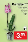 Orchideen im Angebot bei Zimmermann in Wolfsburg Orchideen Angebote bei Zimmermann Wolfsburg für 3,99 €