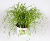 Thomas Philipps Düsseldorf Prospekt mit  im Angebot für 1,99 €