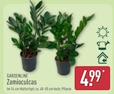 Zamioculcas im Angebot bei ALDI Nord in Rostock Zamioculcas Angebote von Gardenline bei ALDI Nord Rostock für 4,99 €