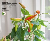 Pick&Joy Peperoni Tricolor mild von GROW by OBI im aktuellen OBI Prospekt für 10,99 €