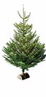 SAPIN NORDMANN 150/175 CM AVEC BÛCHE OFFERTE en promo chez Intermarché SAPIN NORDMANN 150/175 CM AVEC BÛCHE OFFERTE dans le catalogue Intermarché
