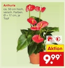 Anthurie im Angebot bei Netto Marken-Discount in Bonn Anthurie Angebote bei Netto Marken-Discount Bonn für 9,99 €