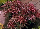 Schattenglöckchen 'Mountain Fire' im Angebot bei OBI in Neuwied Schattenglöckchen 'Mountain Fire' Angebote von GROW by OBI bei OBI Neuwied für 9,99 €