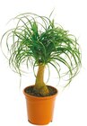 Elefantenfuß „Beaucarnea“ im Netto mit dem Scottie Prospekt Elefantenfuß „Beaucarnea“ im aktuellen Netto mit dem Scottie Prospekt für 10,99 €