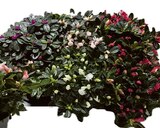 EDEKA Engelbrechtsche Wildnis Prospekt mit  im Angebot für 3,99 €