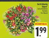 Tulpen im Angebot bei E center in Pirna Tulpen Angebote von Gut & Günstig bei E center Pirna für 1,99 €
