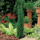 Cyprès de Provence en promo chez Carrefour Le Mans à 19,99 €