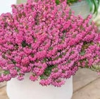 Englische Heide (Erica darleyensis) Angebote bei OBI Heinsberg für 2,49 €