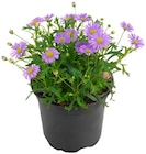 Blaues Gänseblümchen im Angebot bei REWE in Bruchsal Blaues Gänseblümchen Angebote bei REWE Bruchsal für 1,69 €
