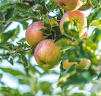 Baum im Pflanzen Kölle Prospekt Apfelbaum im aktuellen Pflanzen Kölle Prospekt für 29,99 €