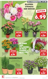 Ähnliche Bonsai Angebote im Prospekt "Hier bin ich richtig" von Kaufland in Oldenburg Ähnliche Angebote wie Bonsai im Prospekt "Hier bin ich richtig" auf Seite 16 von Kaufland in Oldenburg