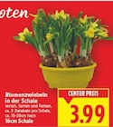 Blumenzwiebeln in der Schale im aktuellen E center Prospekt