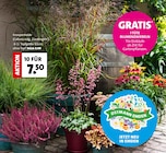 Blumen Ostmann Bad Zwischenahn - Knospenheide (Calluna vulg. 'Gardengirls') Angebot im Prospekt Knospenheide (Calluna vulg. 'Gardengirls') bei Blumen Ostmann im Bad Zwischenahn Prospekt für 0,99 €