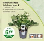 Winter Christrose Helleborus niger im V-Markt Prospekt Winter Christrose Helleborus niger von im aktuellen V-Markt Prospekt für 6,99 €