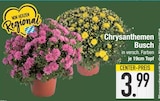 Chrysanthemen Busch für 3,99 € bei EDEKA im Angebot Chrysanthemen Busch im aktuellen EDEKA Prospekt