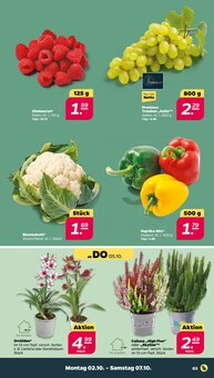 Pflanzen Angebot im Netto mit dem Scottie Prospekt, gültig von 02.10.2023 bis 07.10.2023 Pflanzen Angebot im aktuellen Netto mit dem Scottie Prospekt auf Seite 3