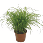 Herbe à chat bio - Thibaud Productions dans le catalogue Animalis